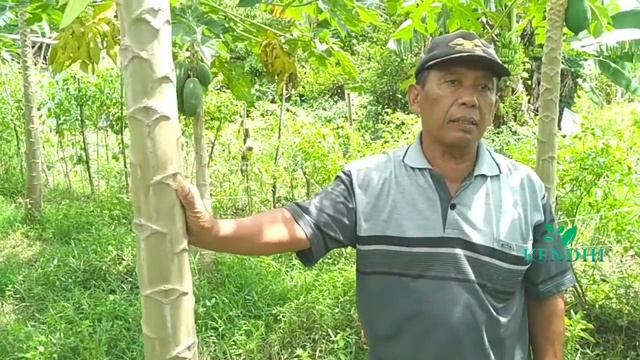 Cara Memilih Bibit Pepaya смотреть онлайн