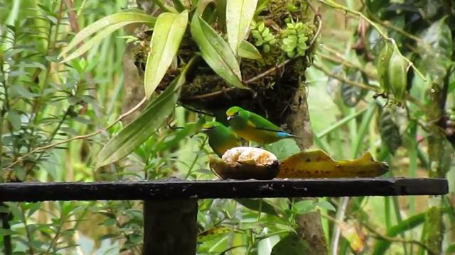 Blue-naped Chlorophonias - Chlorophonia cyanea - San Lorenzo Ridge, Santa Marta Mts. смотреть онлайн