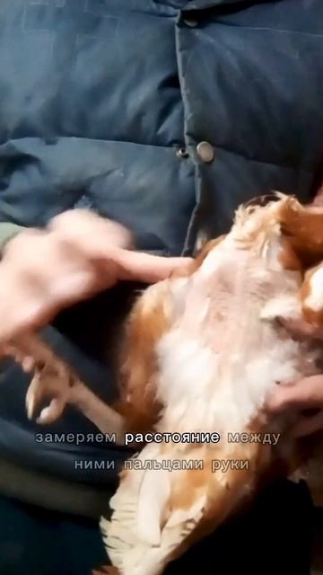 Как проверить НЕСУШКУ, несётся или нет #shorts #несушки #яйценоскость