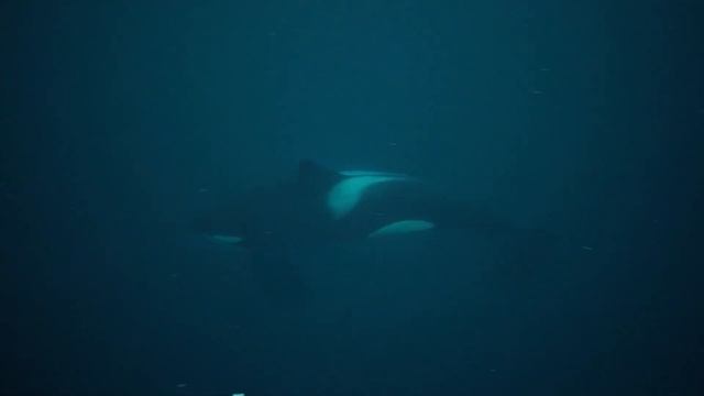 The Orca Whisperer - S06 - EP11 - Lady Freya смотреть онлайн