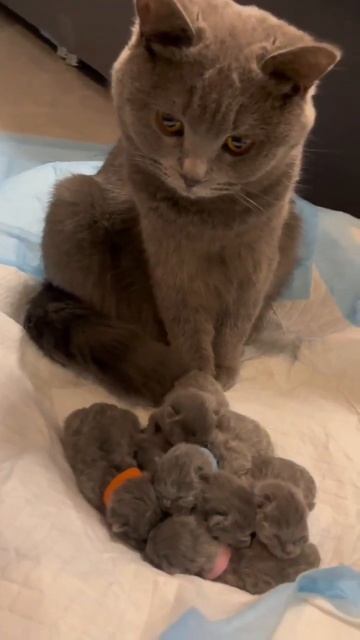 A Mother Giving Birth to Many Beautiful Kittens смотреть онлайн