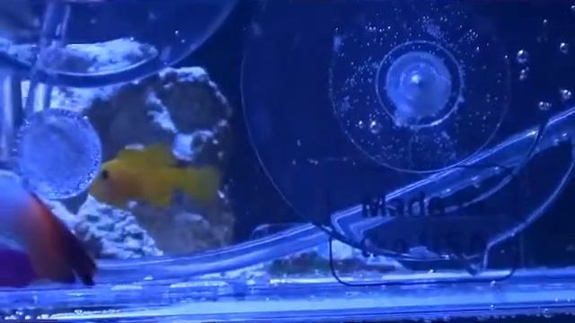 Premiers poissons: Fridmani, Gobiodon et Magnifica - En acclimatation. смотреть онлайн