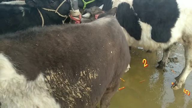 МалБАРЗАР 😱//ӘР ҚАЗАҚ🇰🇿көрУі 👁️ТИІС// смотреть онлайн