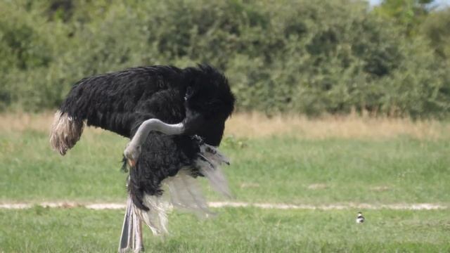Ostrich Sounds, Ostrich Animal Videos | Wild Animal Sounds смотреть онлайн