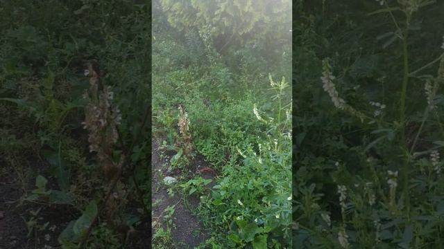 донник лечение смотреть онлайн