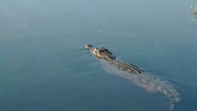 Yellow Water Cruise - Kakadu National Park смотреть онлайн