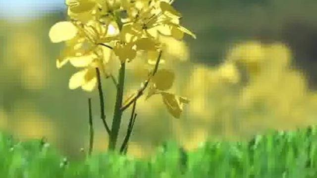 Taxonomy and diversity of Ranunculaceae смотреть онлайн