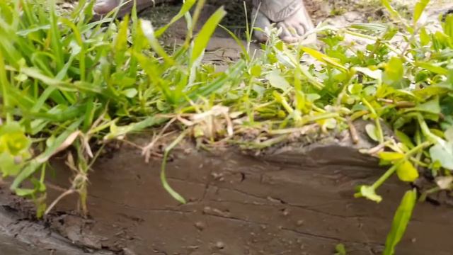 Amazing Hole Fish Trap- Smart Boy Build Fish Trap By Muddy soil смотреть онлайн