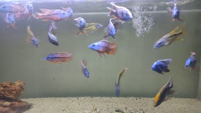 Protomelas Red Empress Boadzulu смотреть онлайн