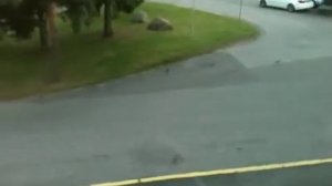 Птички молоточки!