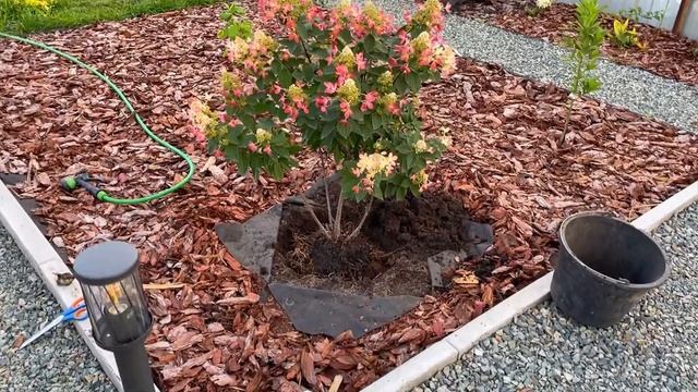 !!!ШОК!!! Я РИСКНУЛА! Серьёзная перестановка в саду! смотреть онлайн