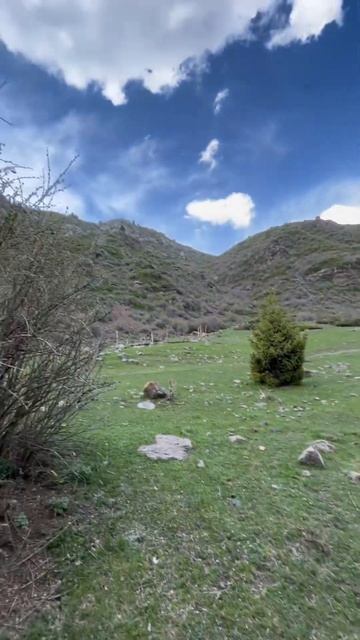 Томленая конина с помидорами