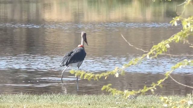 Marabou Stork, Leptoptilos crumenifer, Lake Beseka, Ethiopia, 8 Jan 2015 (2/7) смотреть онлайн