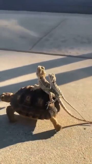 Let's Conquer the world 🐢 | Animals lover #Short смотреть онлайн