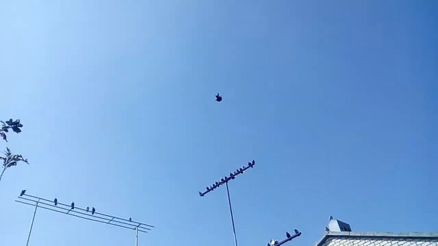 Николаевские голуби Базиля 21.09.17г