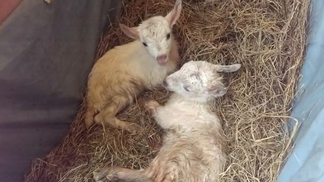 ТЕПЕРЬ СТАЛО ЯСНО КТО ЕСТЬ КТО?))))