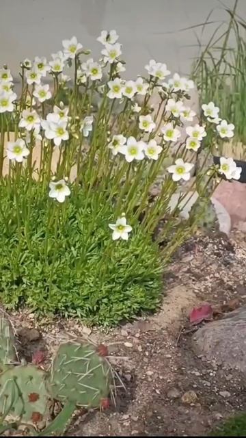 Её величество Камнеломка Saxifraga arendsii #камнеломка #love #gardening #природа #ландшафтныйдизай смотреть онлайн