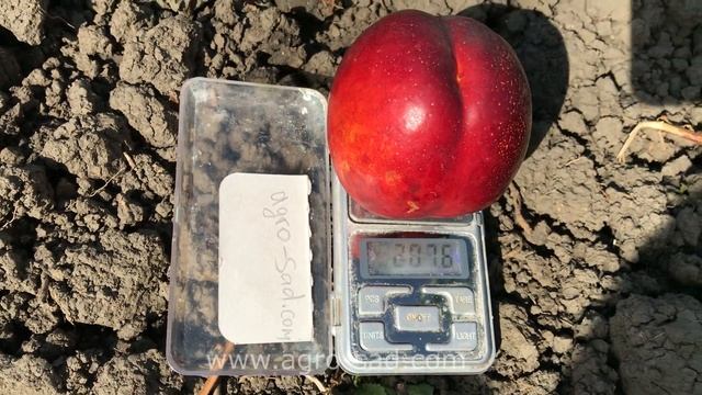 Вкуснейший поздний нектарин - Свит Леди /Sweet Lady/ - Агро Сад 2023 смотреть онлайн