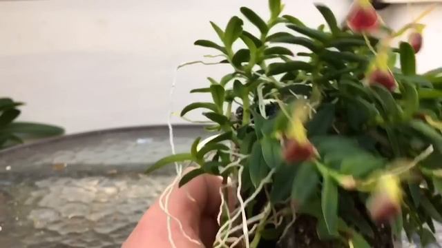 Must Have Miniature Orchid Epidendrum Porpax Care And Blooms