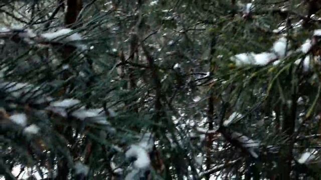 Звуки зимнего леса