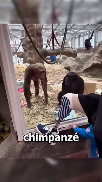 eles ficaram perplexos😳 смотреть онлайн