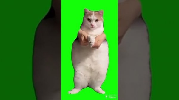 кот флексит под музыку тун тун тун туруру туруру