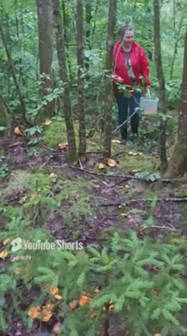 Чокнутые домохозяйки! Реакция ДИВАННЫХ ГРИБНИКОВ на грибные поля #shorts смотреть онлайн