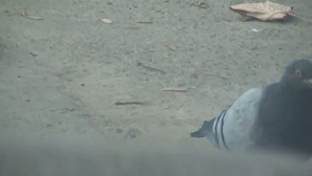 pigeon голуб смотреть онлайн