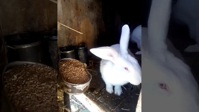 Кролики. Инструкция. смотреть онлайн