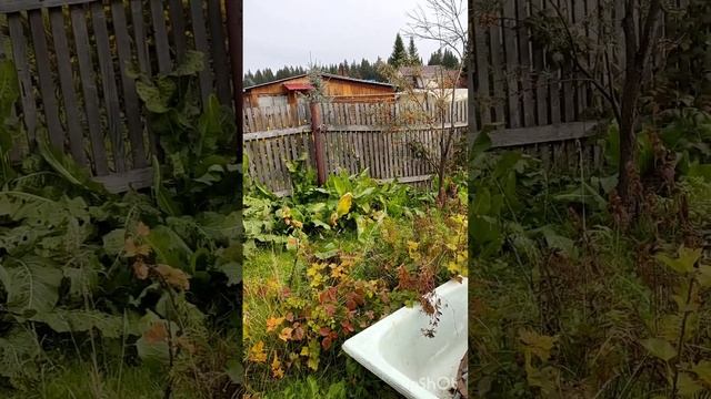 Видео за 5 и 6 октября ,приготовила землю, пересадила белую смородину вылила воду #осень #дача # смотреть онлайн