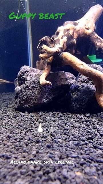 ⛽ Albino Snake Skin lyre-tail Juvenile Guppy strain смотреть онлайн