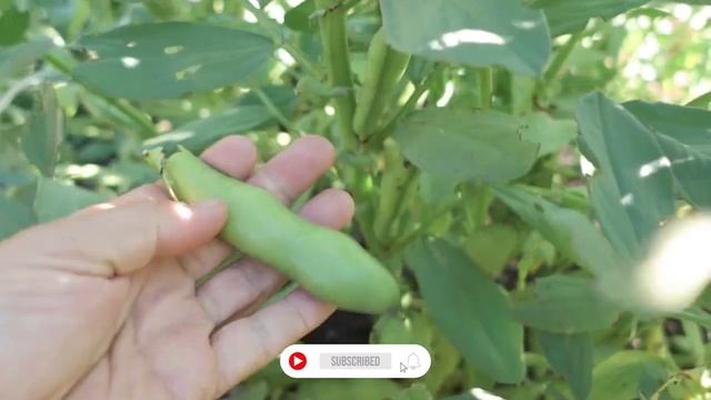 No Dig Garden Update (January 2023) смотреть онлайн