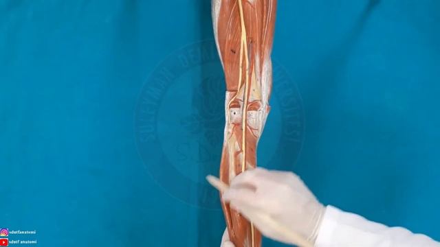 Alt Ekstremite Arterleri смотреть онлайн