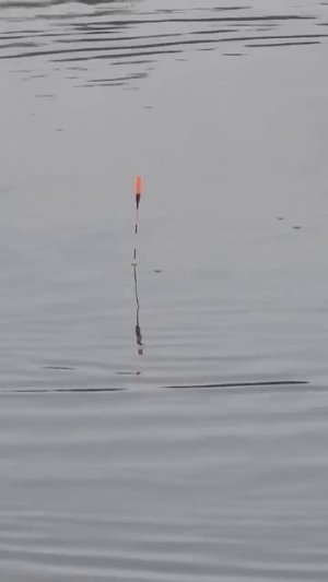 Наглядно о огрузке кореи