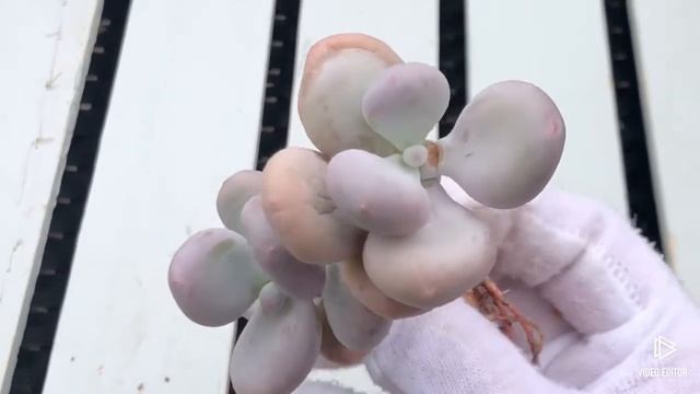 Pachyphytum cv Mombuin смотреть онлайн