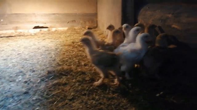 ПРИОТКРЫВАЕМ ДВЕРЬ В СВЯТАЯ,,,СВЯТЫХ......Род ДОММ.....ну и заодно ОТЕЛЬ ..РЕНЭСАНС.... смотреть онлайн