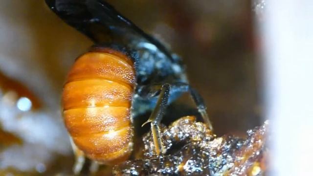 Cleptoparasitic Resin Bee Pt.1 ハラアカヤドリハキリバチが寄主巣を物色：前編 смотреть онлайн