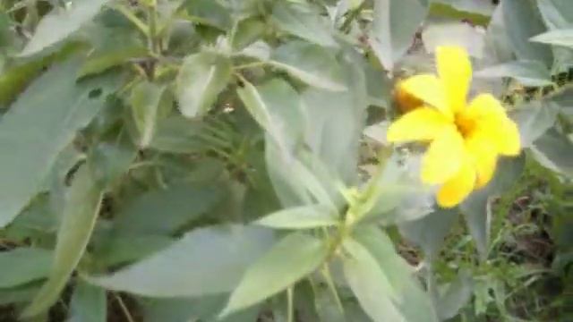 Aintjos Frùchte & Gemùse Garten "Topinambur Blùte" rohkost ALIM2606 смотреть онлайн