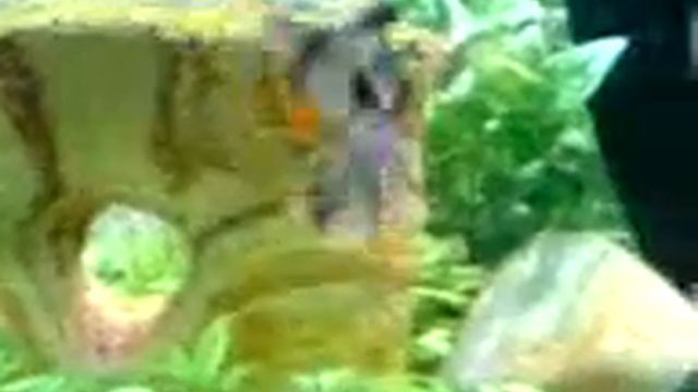 Barbusai duksta смотреть онлайн