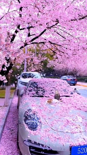 Now in Japan, every where you can see bloomed #cherryblossoms #japan смотреть онлайн