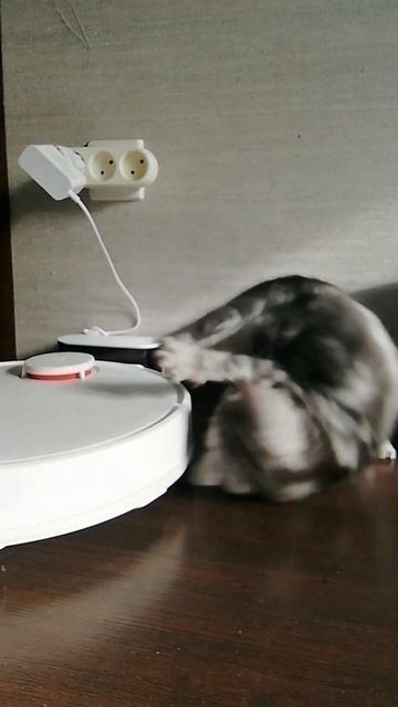 Русская кошка Шерри докопалась до пылесоса! смотреть онлайн