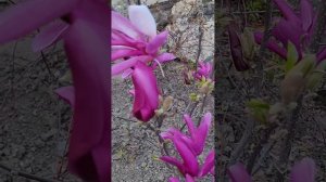 🌺Цветёт МАГНОЛИЯ Сьюзен🌺
