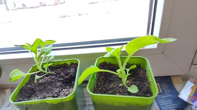 готовим рассаду цветов и овощей смотреть онлайн