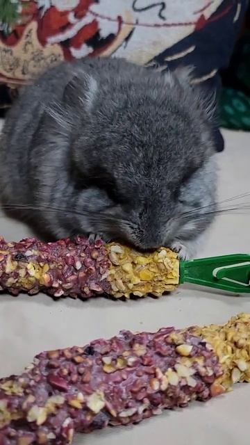 munching on some grub Baby chinchillas baby chinchillas #chinchillas #happy #animals #funny #memes смотреть онлайн