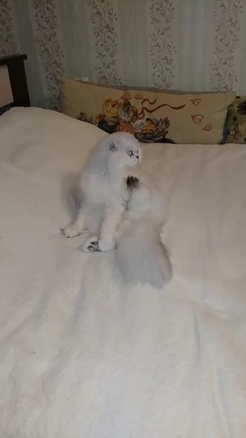 Кот Эля и его хоба смотреть онлайн