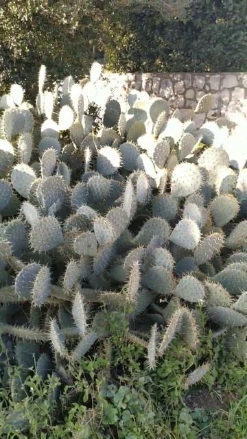 #кактус #cactus #красота 💚 любимая колючка смотреть онлайн