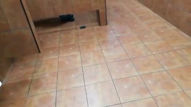 DUDE CAUGHT JERKING OFF IN PUBLIC BATHROOM