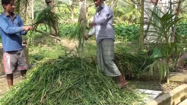 Cow Farm - Cattle Farming Business Concept And Male Cow Farm