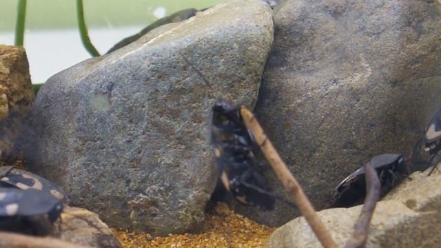 Tama Zoological : Therea olegrandjeani ≪ Question Mark Cockroach ≫ ( クエスチョンマークローチ ) смотреть онлайн