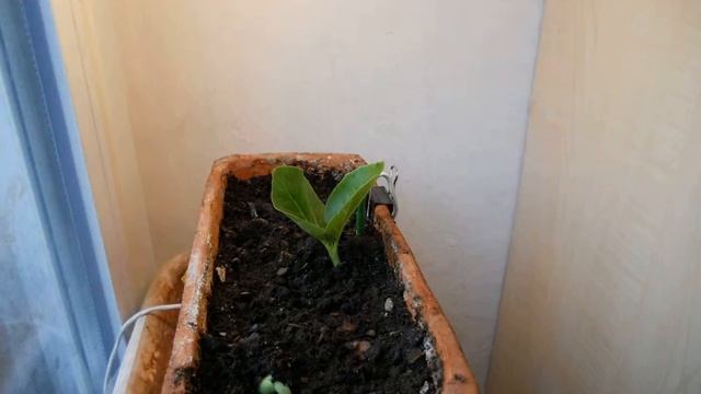 Baobab | Adansonia digitata time lapse (preliminary #3) смотреть онлайн